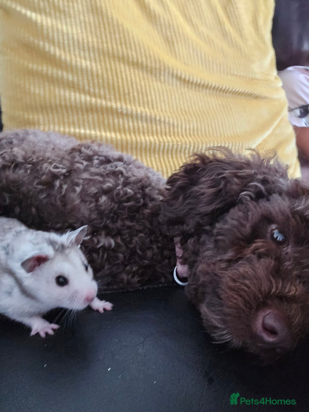 Toy Poodle dogs for sale: Toy poodle  - Image 2