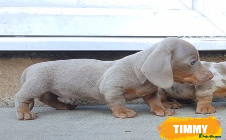 Miniature Dachshund dogs - Advert 4