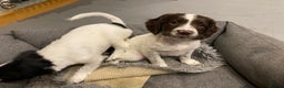 English Springer Spaniel dogs for sale: KC Registered English Springer Spaniel Female Pups - Advert 12