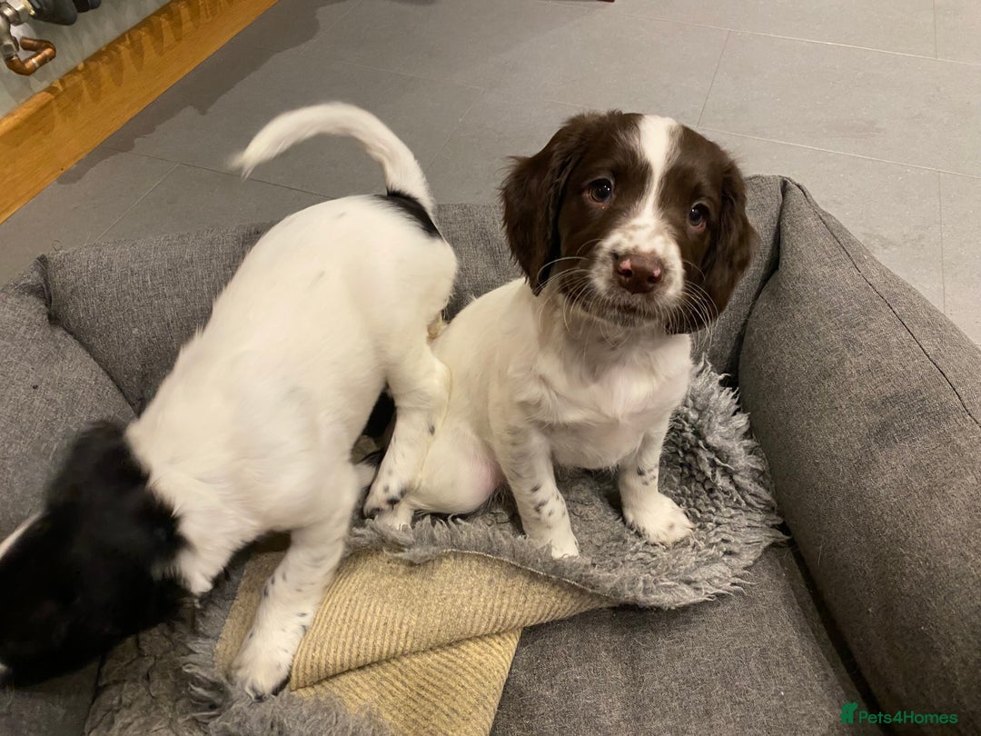 English Springer Spaniel dogs for sale: KC Registered English Springer Spaniel Female Pups - Advert 12