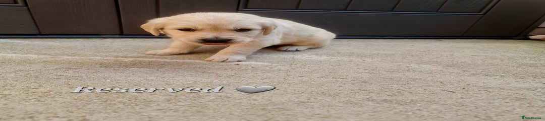 Golden Retriever Grey