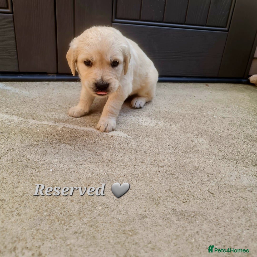 Golden Retriever dogs for sale: 💫💫💫 All puppies are reserved 💫💫💫 in Saint Helens - Image 13