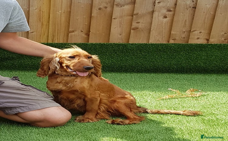 Cocker Spaniel dogs - Advert 15