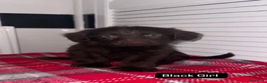 Labradoodle 8