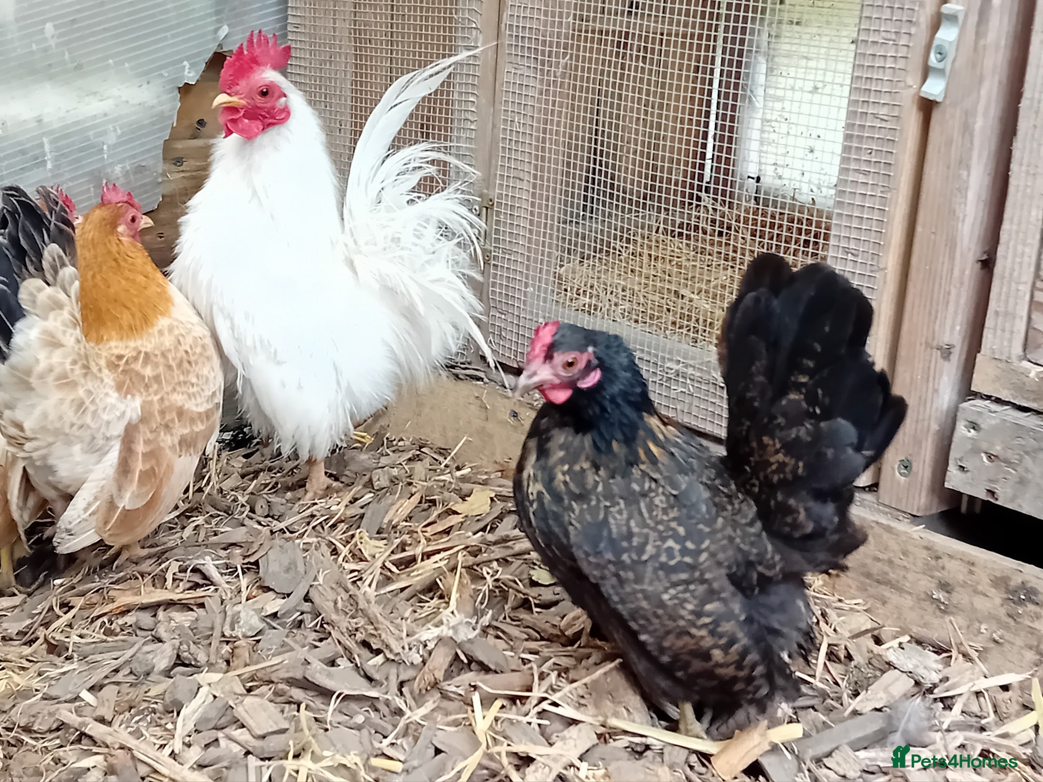 Chickens poultry Serama & D’Anver Cross Breeding Trio - Advert 1