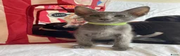 Oriental cats for sale: 7 stunning oriental kittens available now - Advert 4