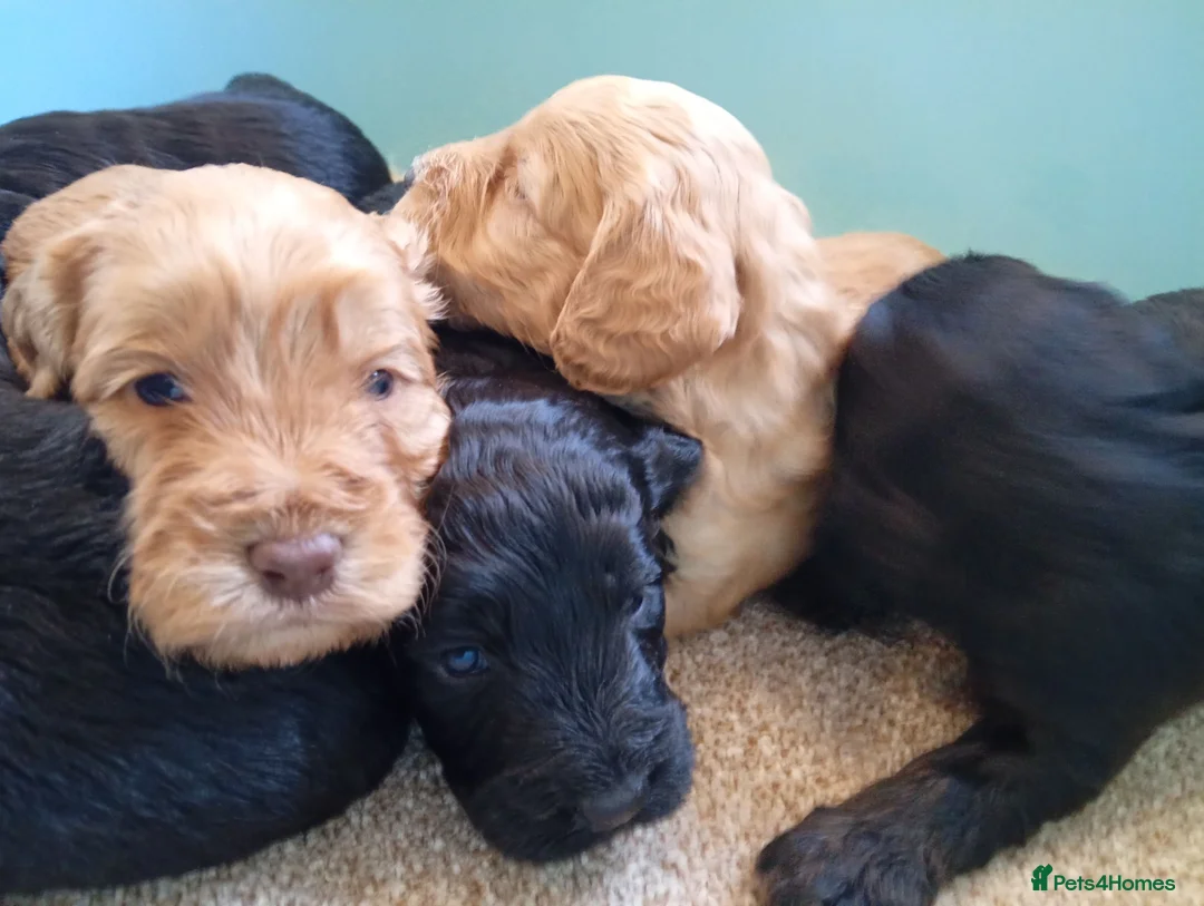 Cockapoo dogs for sale: P,r,a clear cockapoo f1 - Advert 25