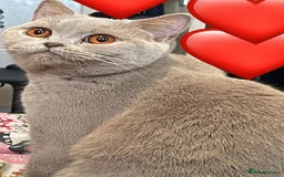 British Shorthair cats for sale: Rehoming Our Precious British Shorthair Cats - Advert 6