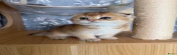 Scottish Fold cats for sale: Adorable Scottish Fold kittens ♥️ - Advert 7