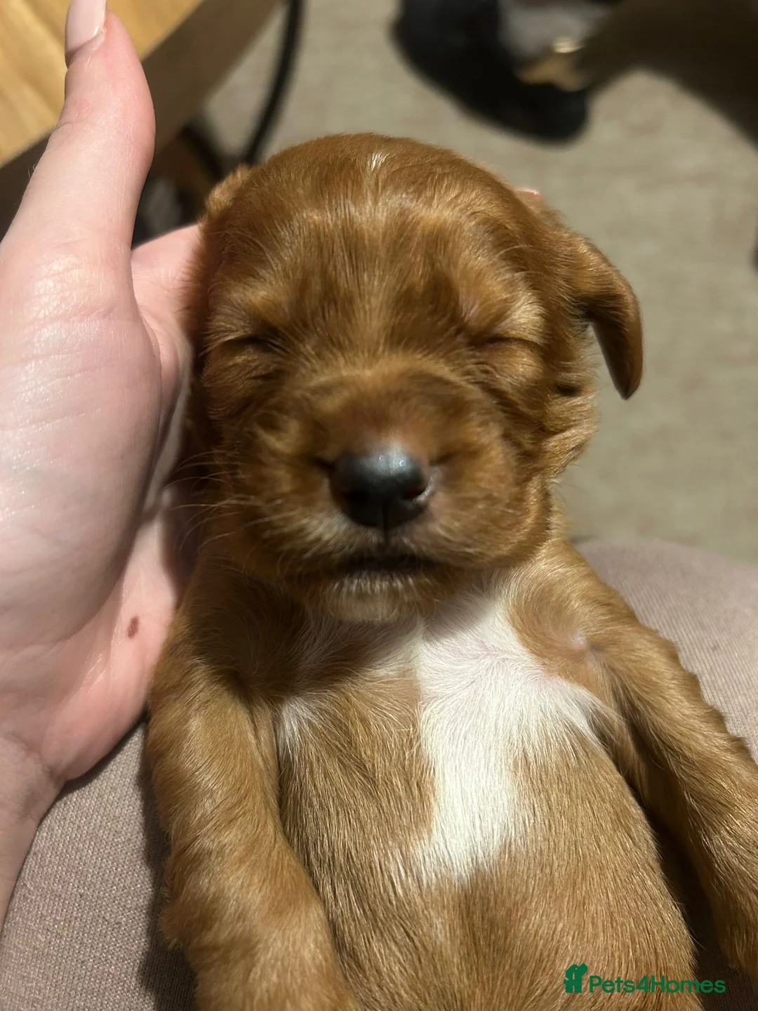 Cocker Spaniel dogs for sale: Cocker spaniel pups ready NEXT WEEK - Advert 25