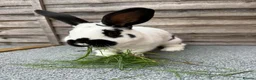 English Spot rabbits for sale: English Spot Rabbits for sale ! - Advert 4