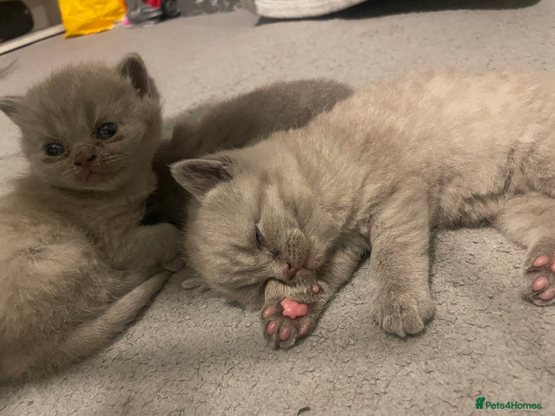 British Shorthair cats for sale:  Pedigree British shorthair kitten - Advert 10