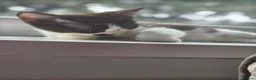 Mixed Breed cats for sale: 2 mixed breed siblings in Sunderland - Advert 5