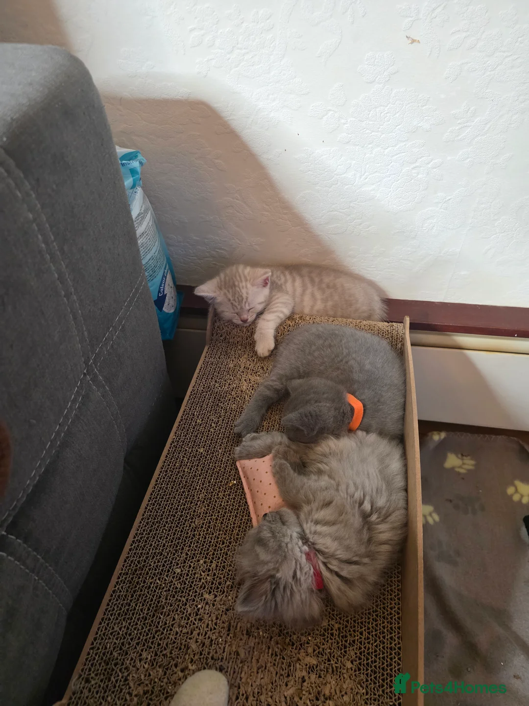 British Shorthair cats for sale: 🔥 Stunning British Shorthair Kittens to Reserve - Advert 33