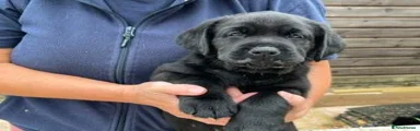 Black Puppy