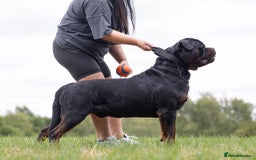 Rottweiler dogs for stud: NEW Rottweiler Stud - UK 🇬🇧 KC REG  in Chesterfield - Image 5