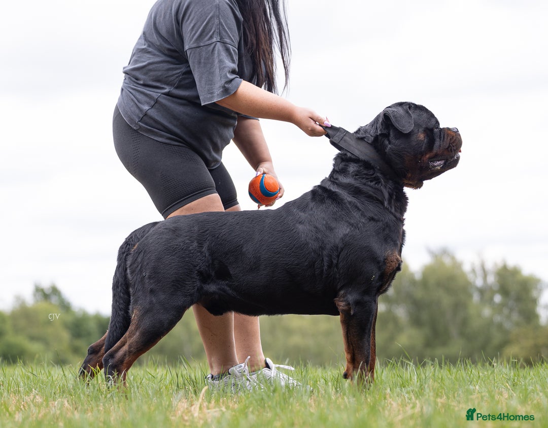 Rottweiler dogs for stud: NEW Rottweiler Stud - UK 🇬🇧 KC REG  in Chesterfield - Image 5