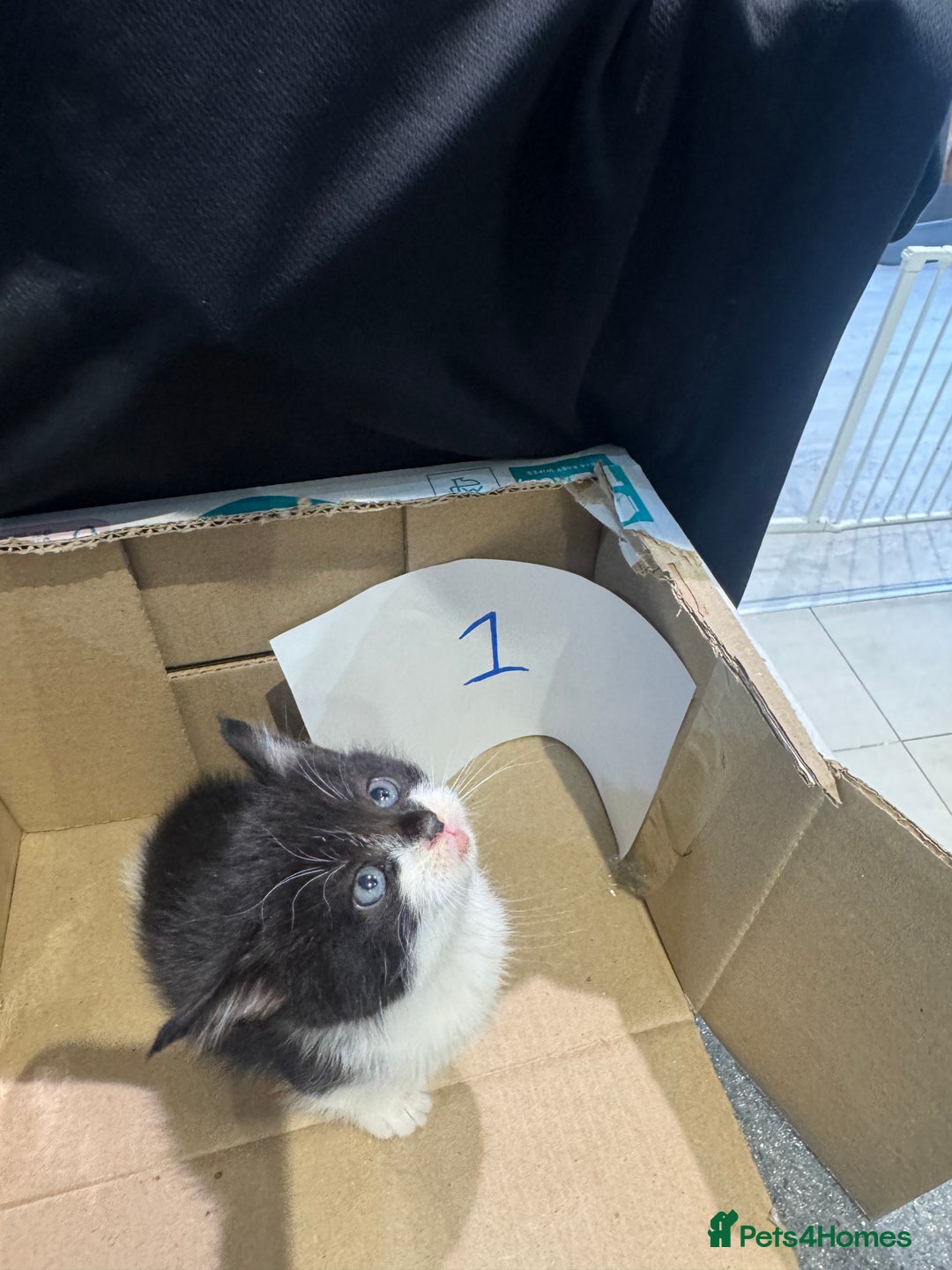 Mixed Breed cats for sale: British shorthair mix kittens  - Advert 2