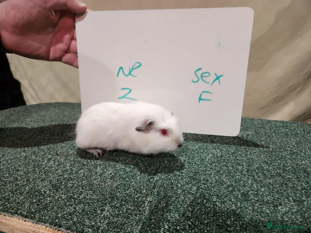 Guinea Pig rodents for sale: Guinea pigs for sale - Advert 6