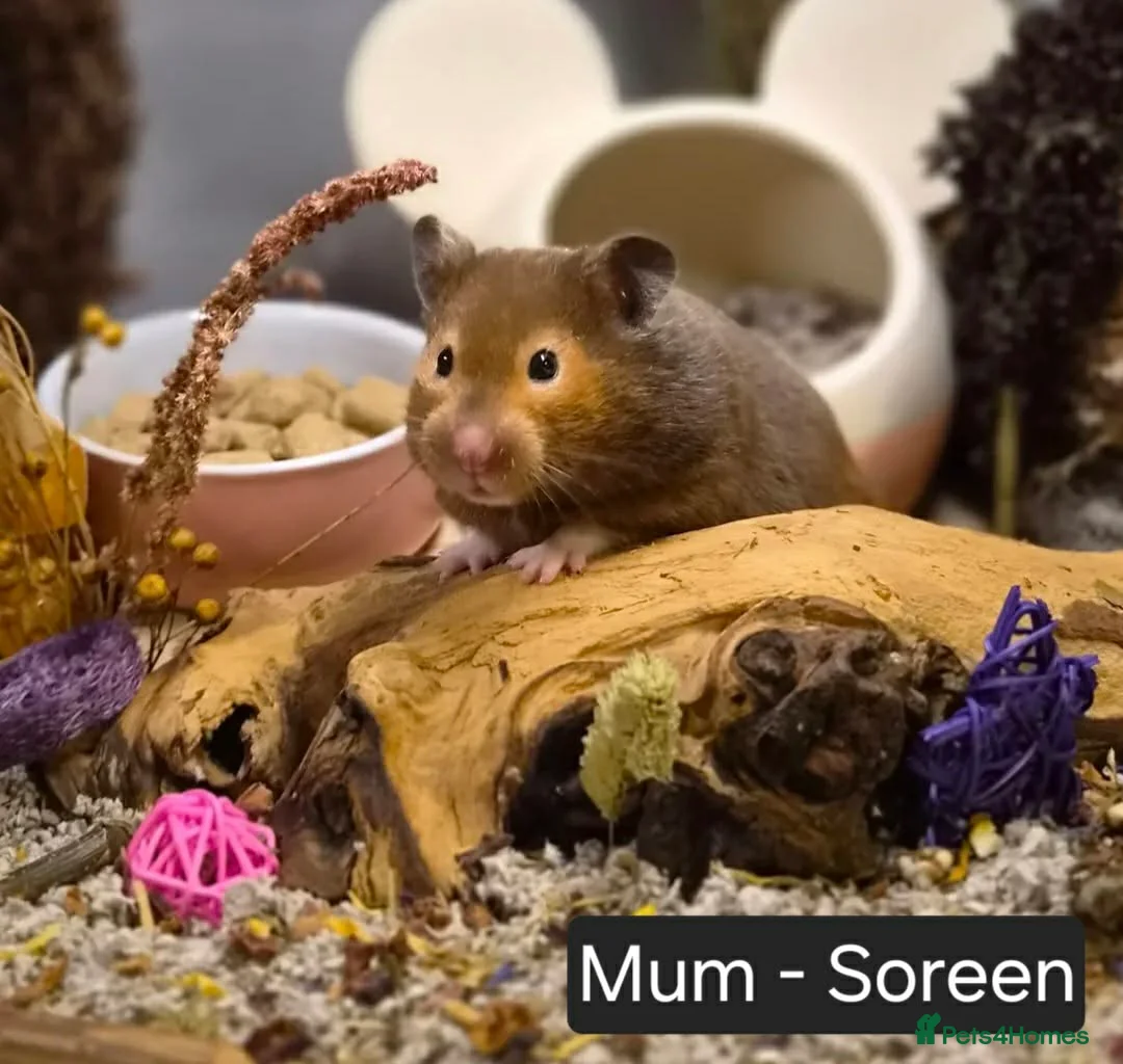 Hamster rodents for sale: Beautiful Pedigree Syrian Hamster Pups - Advert 1