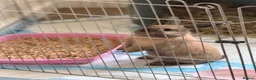 Mini Lop rabbits for sale: Mini Lop in Torpoint - Advert 4