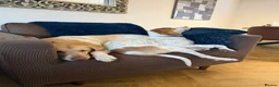 Mixed Breed dogs for adoption: Lucky loving active fun 1 yr old Pointer  - Advert 4