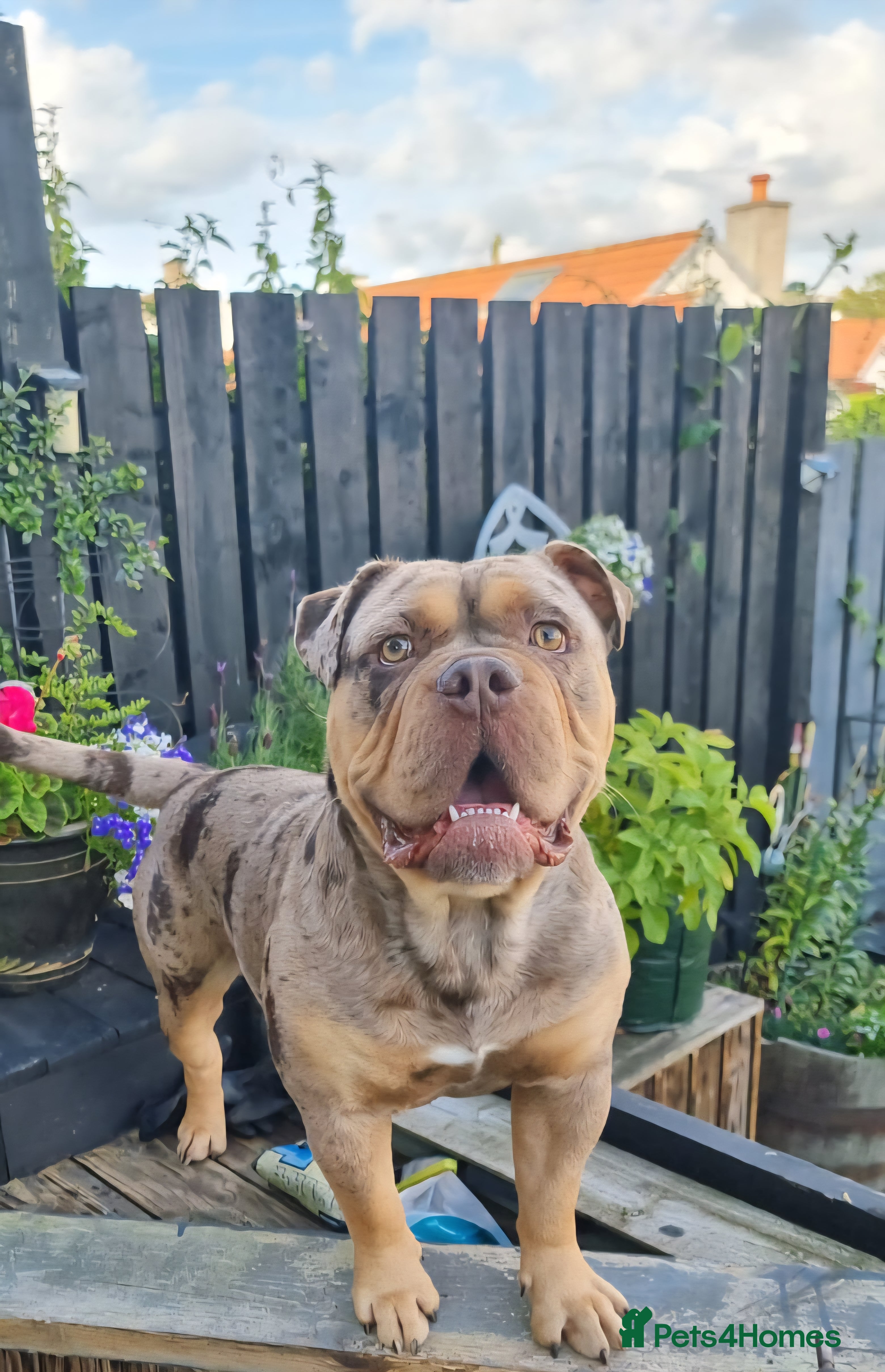 Olde English Bulldogge dogs Olde english bulldogge  - Advert 5