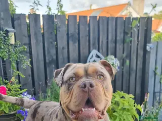 Olde English Bulldogge dogs Olde english bulldogge for stud - Advert 15