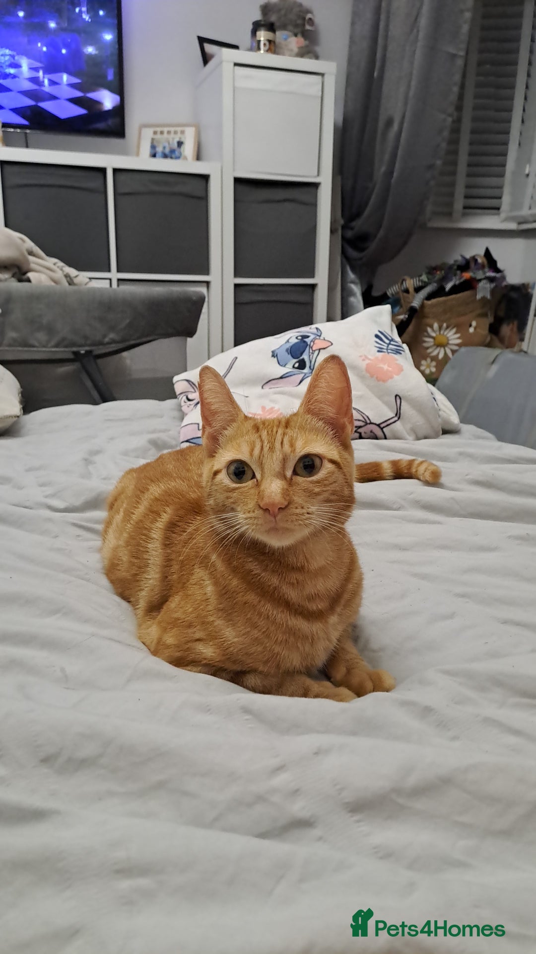 Ragdoll cats for sale: 5 female kittens for sale  - Advert 1