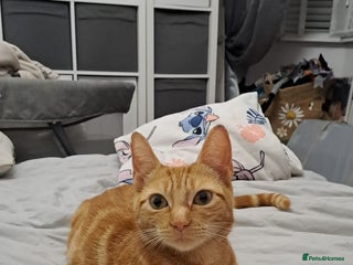 Ragdoll cats 5 female kittens for sale - Advert 10