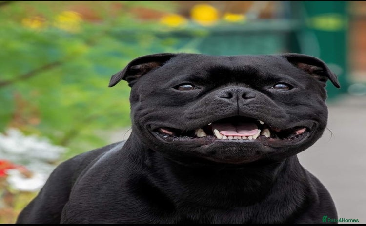 Staffordshire Bull Terrier dogs - Advert 2