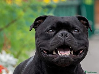 Staffordshire Bull Terrier dogs - Advert 1