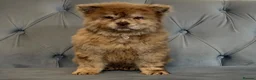 Chow Chow dogs for sale: Stunning exotic colour chowski puppies for sale  - Advert 14
