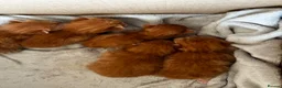 Mixed Breed cats for sale: Ginger mix with ragdoll  - Advert 11
