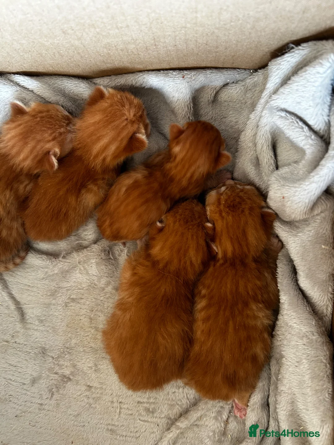Mixed Breed cats for sale: Ginger mix with ragdoll  - Advert 11
