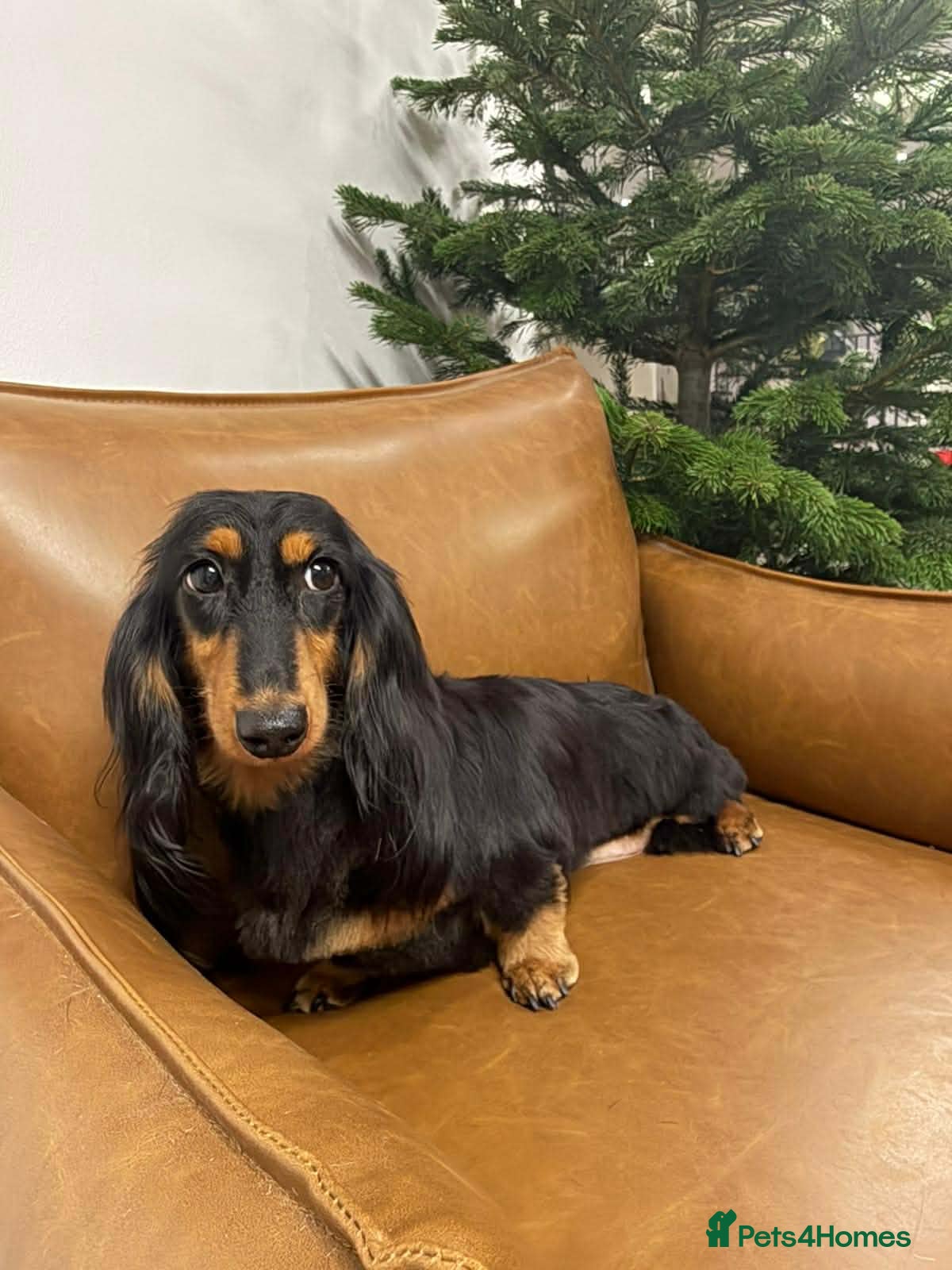 Miniature Dachshund dogs Kc Miniature  Dachshund  - Advert 11