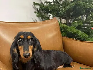 Miniature Dachshund dogs Kc Miniature Dachshund - Advert 11