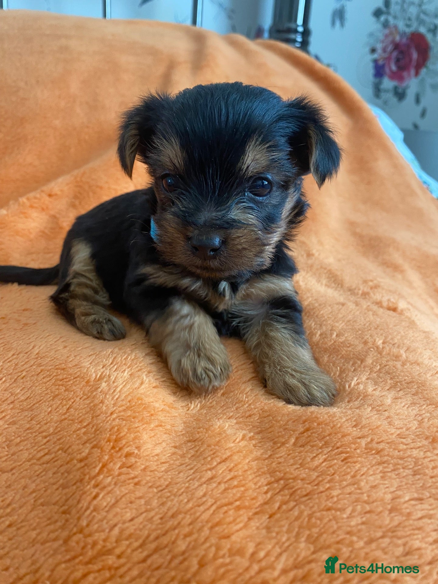 Yorkshire Terrier dogs 1 Beautiful boy minature yorkshire terrier💙 - Advert 10