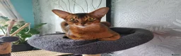 Abyssinian cats for sale: Abyssinian kittens in Scunthorpe - Advert 7