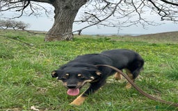 Mixed Breed dogs for adoption: Teya - Norwich Norfolk  - Image 2