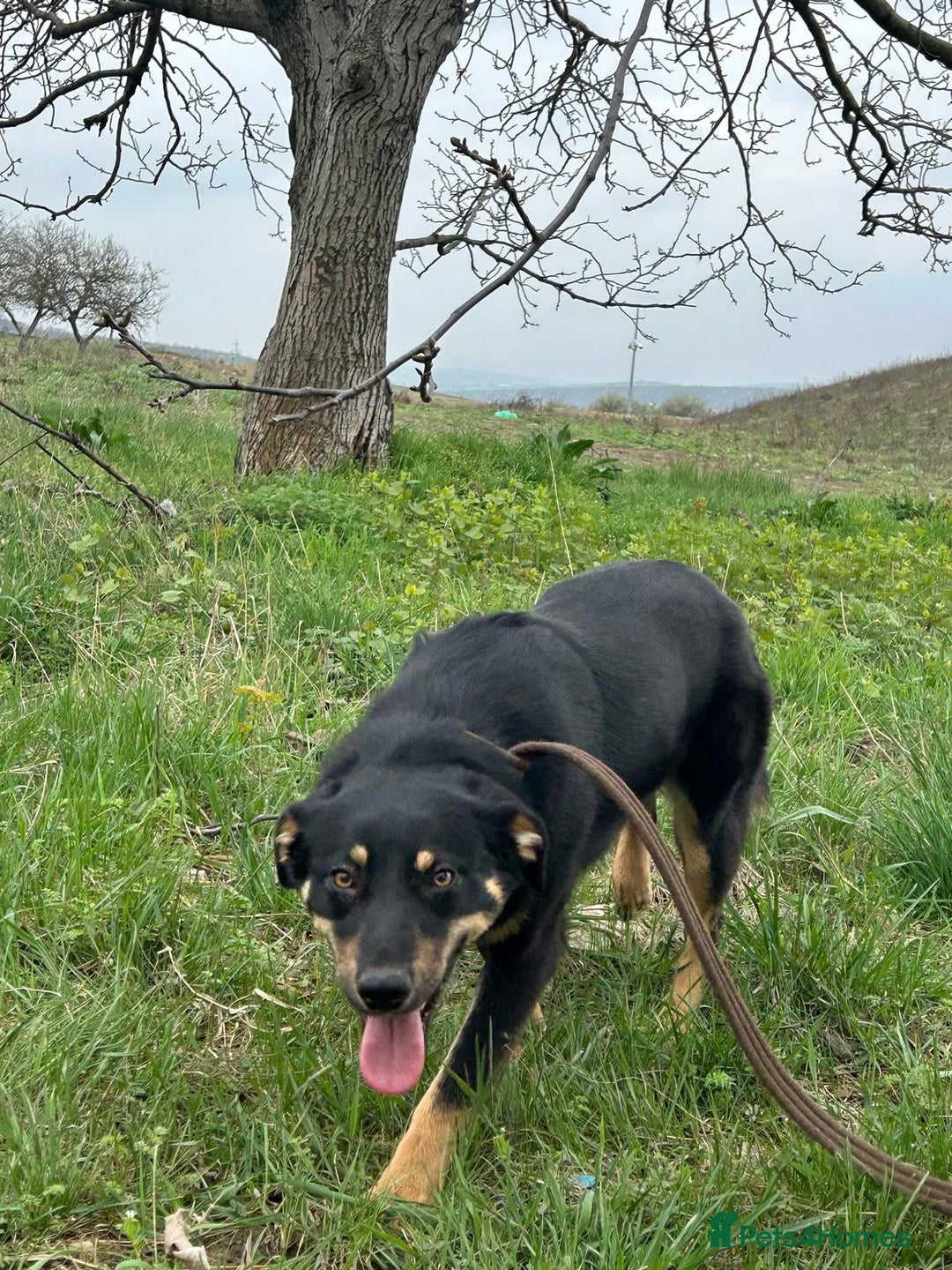 Mixed Breed dogs for adoption: Teya - Norwich Norfolk  - Image 2