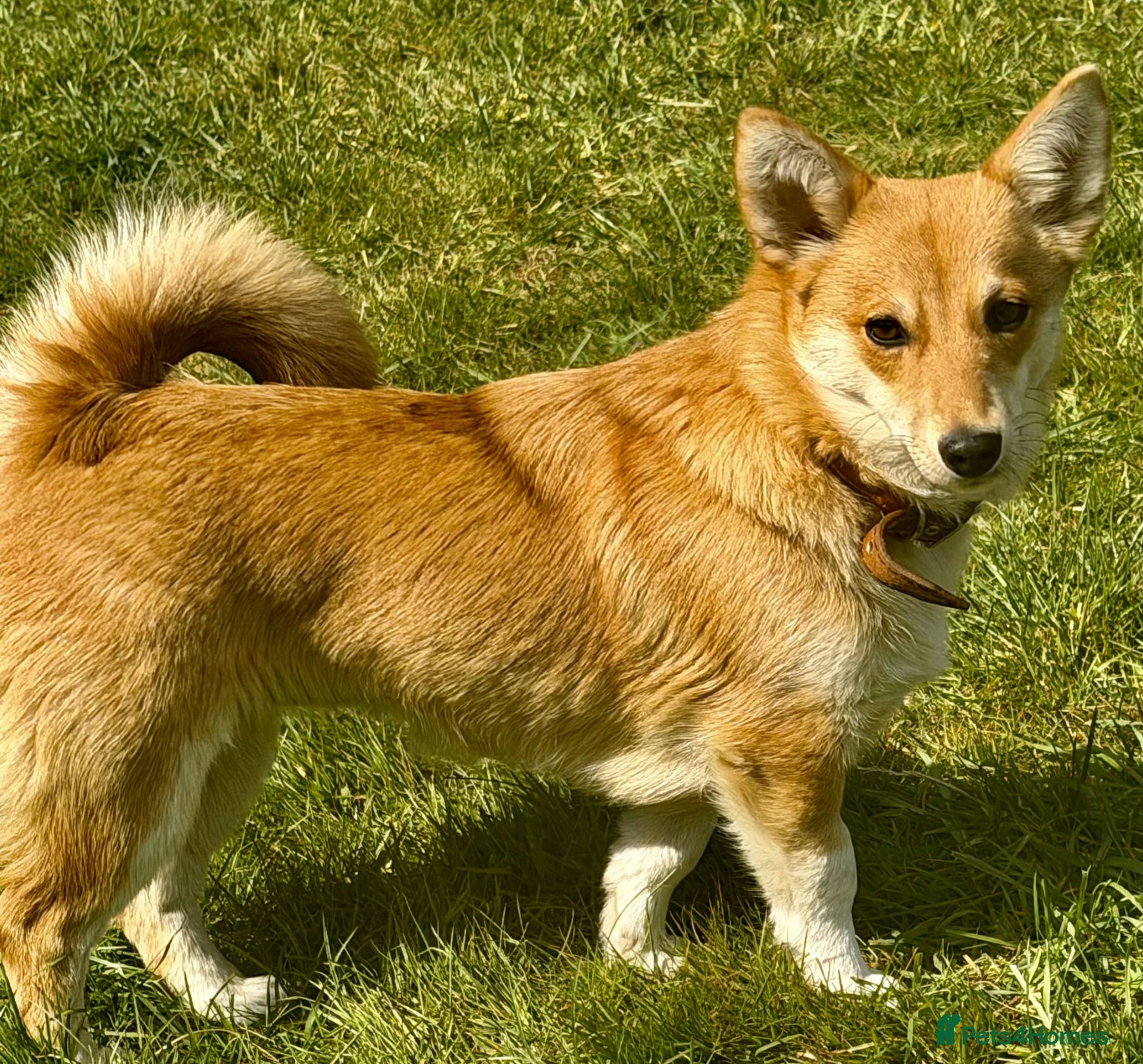 Welsh Corgi Pembroke dogs 🐾 JANE – Female Welsh Corgi 🐾 - Advert 2