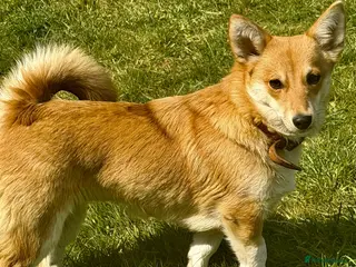 Welsh Corgi Pembroke dogs 🐾 JANE – Female Welsh Corgi 🐾 - Advert 14