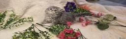 Persian cats for sale: Beautiful Persian babies ready now   - Advert 8