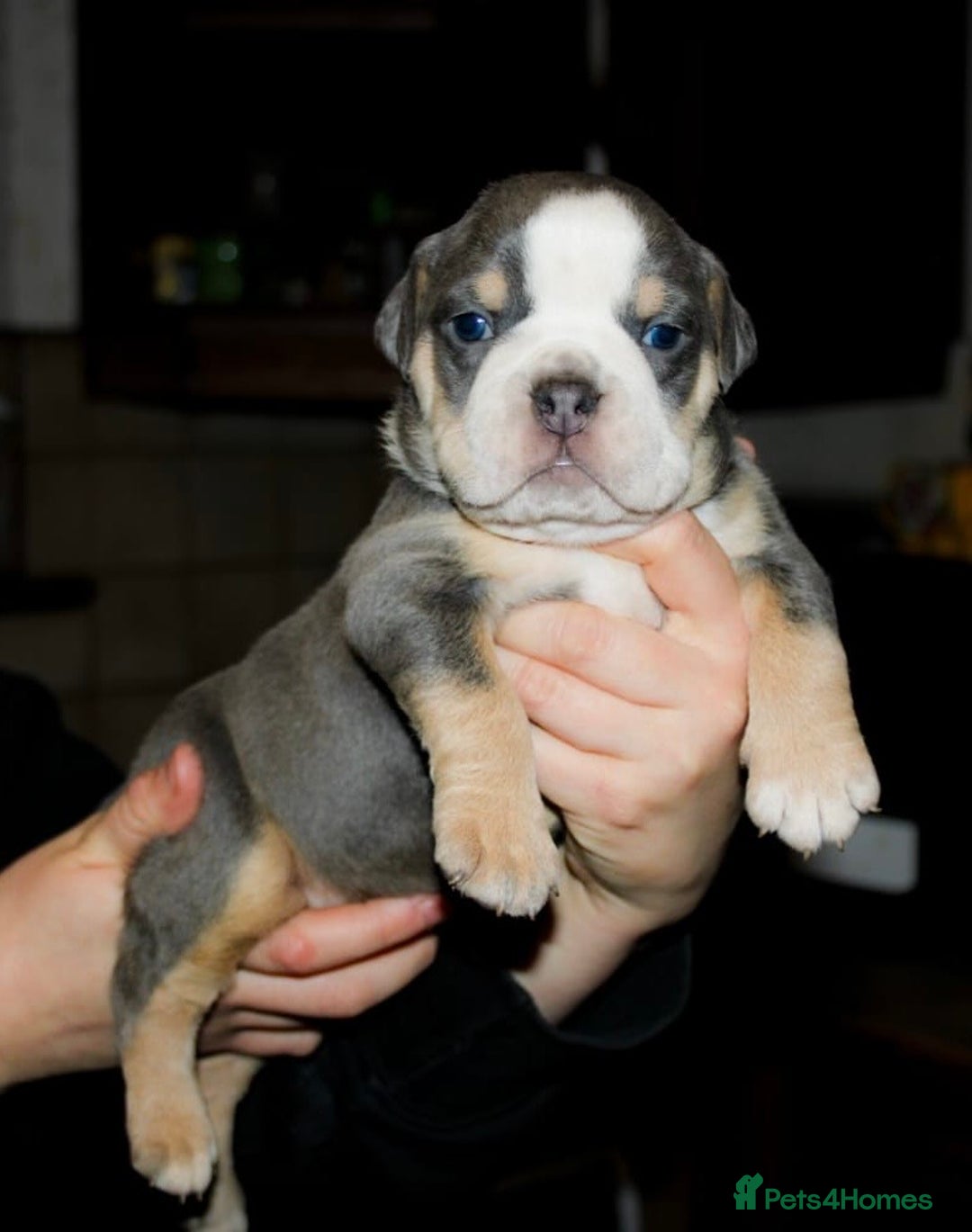 Olde English Bulldogge dogs for sale: Olde English bulldog puppies  - Advert 32