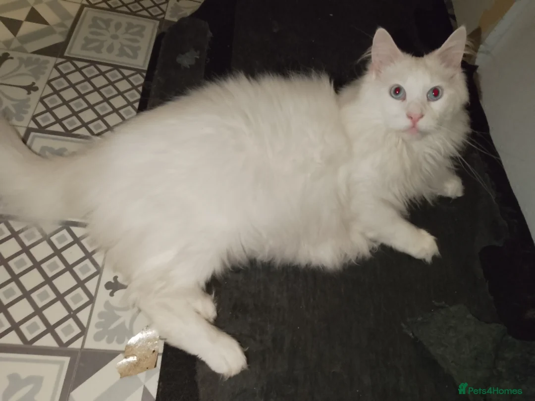 Maine Coon cats for sale: 4 adult Maine coons  - Advert 21