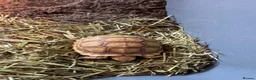 Tortoise reptiles for sale: Sulcata tortoise for sale   in Ellesmere Port - Advert 4