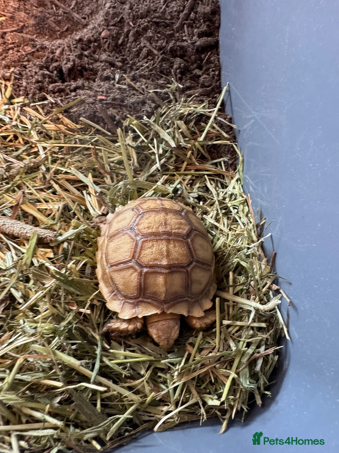 Tortoise reptiles for sale: Sulcata tortoise for sale   in Ellesmere Port - Advert 4