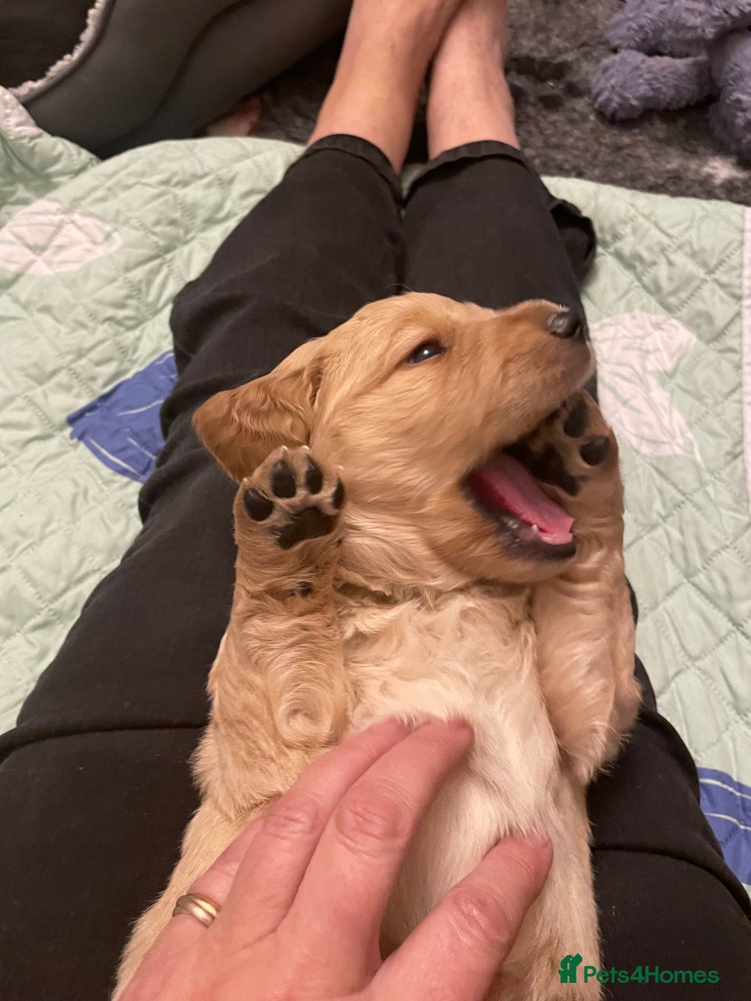 Cockerdor dogs for sale: Cocker Retriever aka Cockerdor bundles of joy - Advert 4