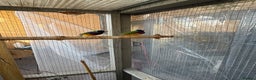 Finches birds for sale: 2 male guardians swap for parrot finches - Advert 7